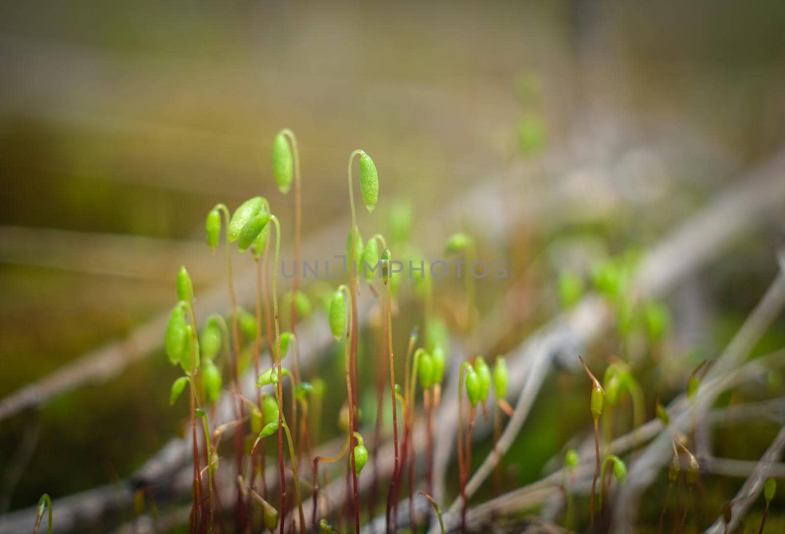 Macro of young moss. Microworld of forest moss. Moss close-up.