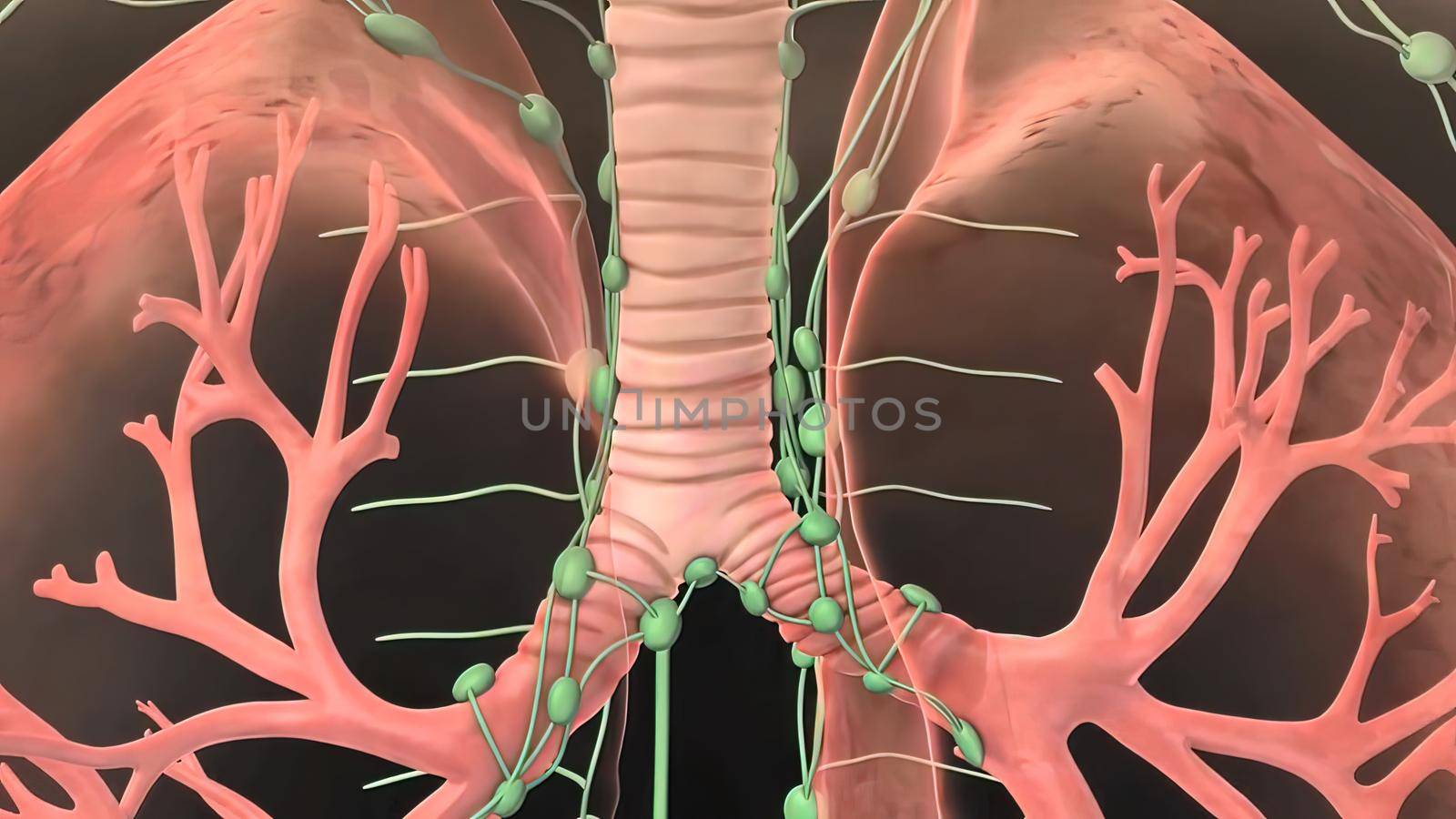 The lungs are a pair of spongy, air-filled organs located on either side of the chest . The trachea conducts inhaled air into the lungs through its tubular branches, called bronchi. 3D illustration