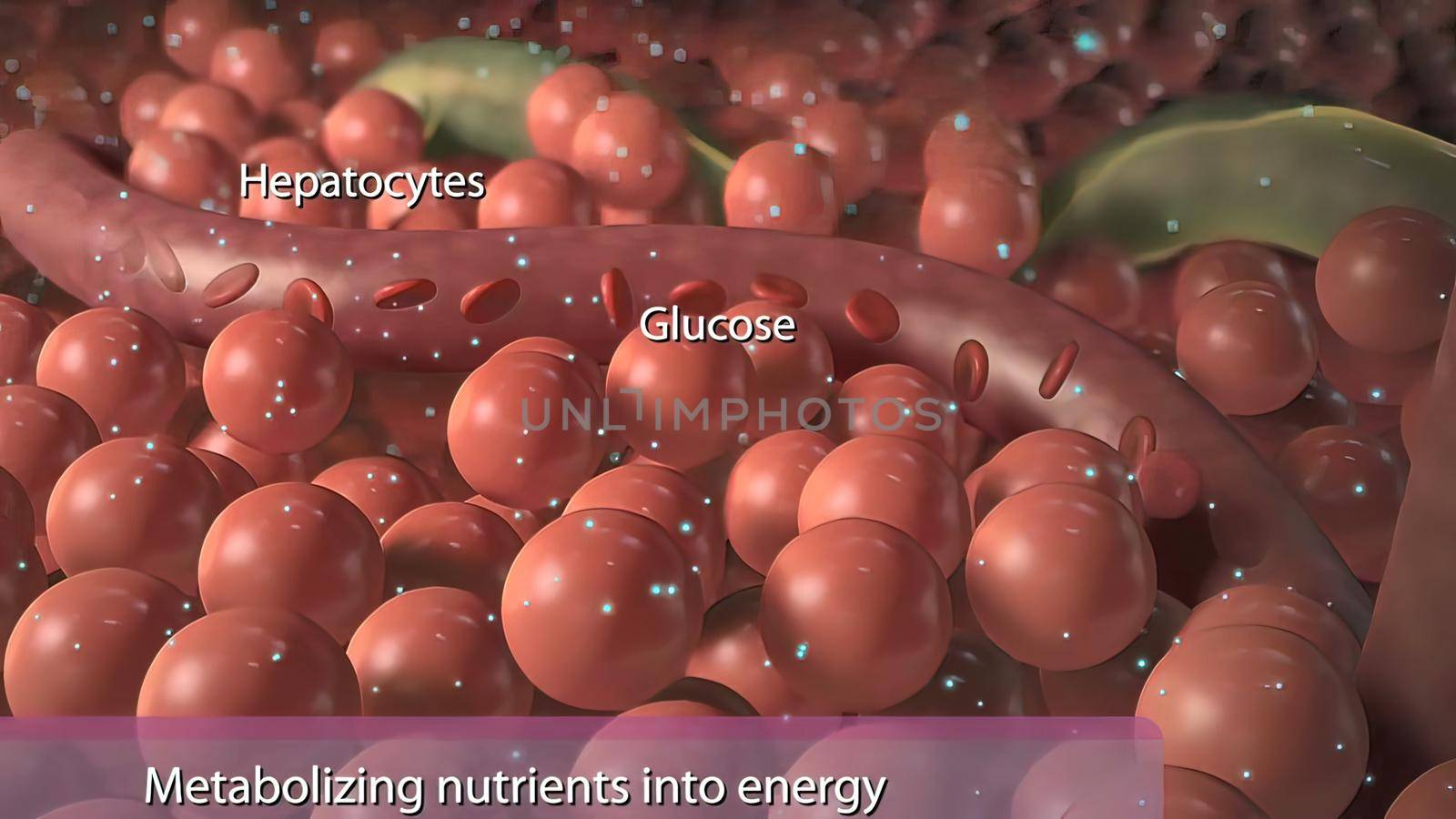 Metabolizing nutriens into energy 3D illustration