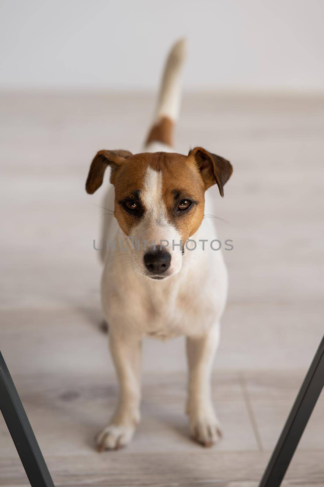 Jack russell terrier dog on a wooden floor