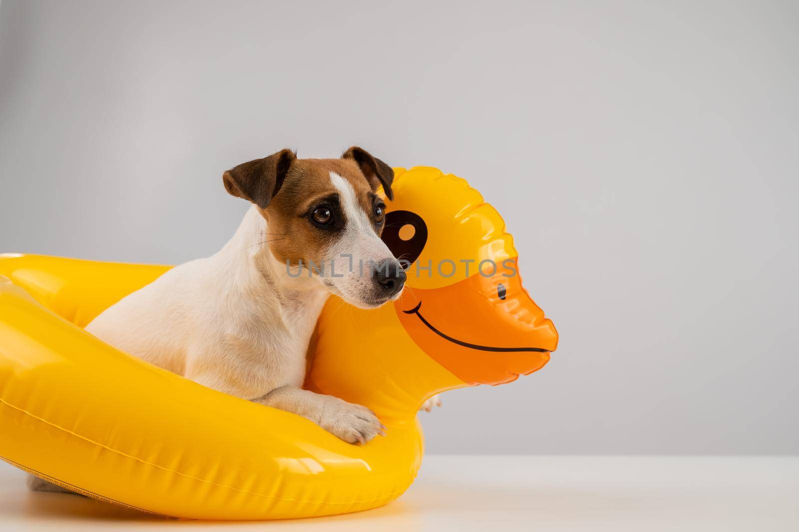 Dog jack russell terrier in a floating ring duck on a white background