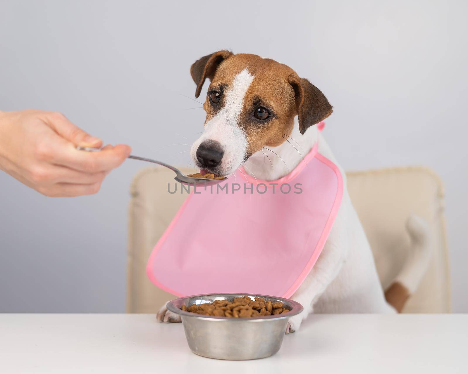 A woman feeds her pet dry food from a spoon. Dog jack russell terrier at the dining table in a bib