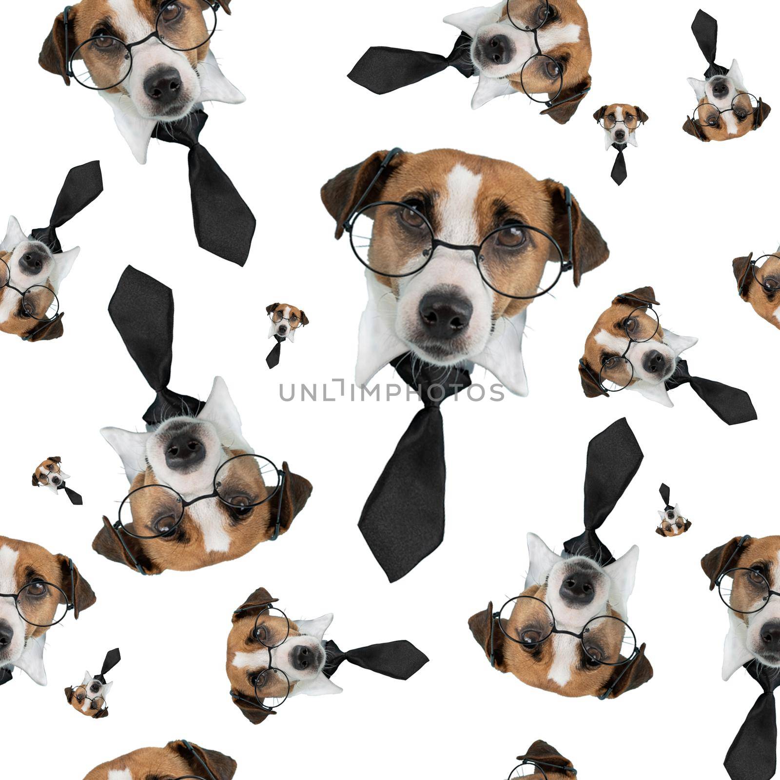 Muzzle of a Jack Russell Terrier dog with glasses and a tie on a white background. Isolate. Seamless pattern