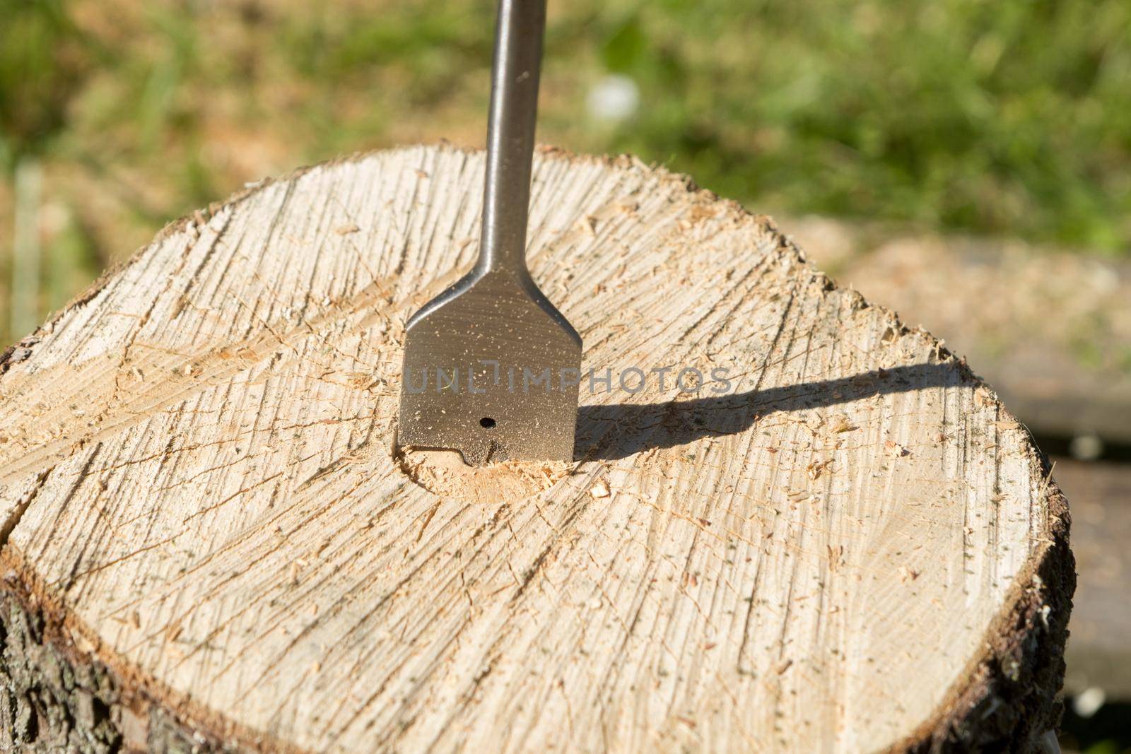 A carpenter's drill drills a tree stump
