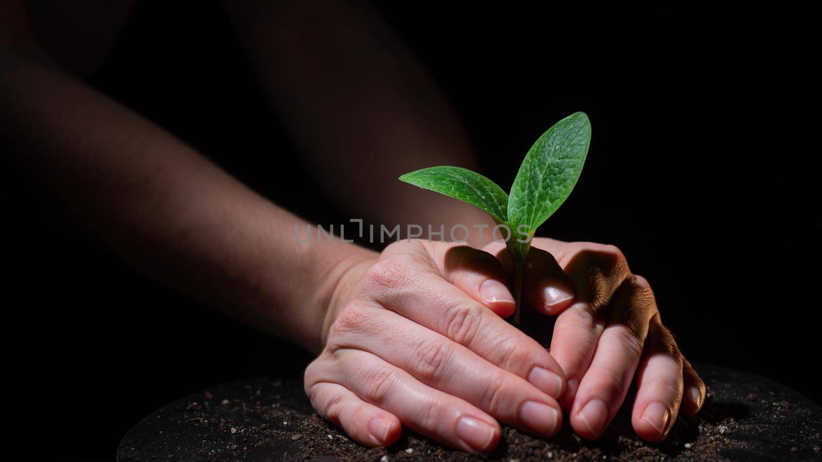 A woman is planting a sprout of zucchini. Close-up of female hands gardening on black background