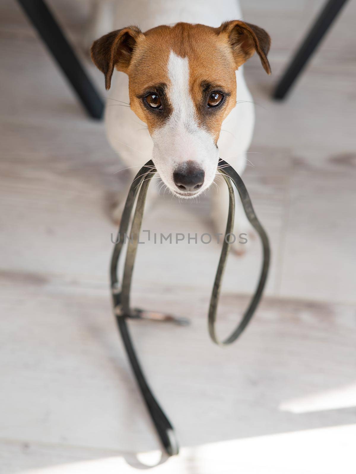 Jack Russell Terrier dog sits under the table with a leash in his teeth and calls the owner for a walk. by mrwed54