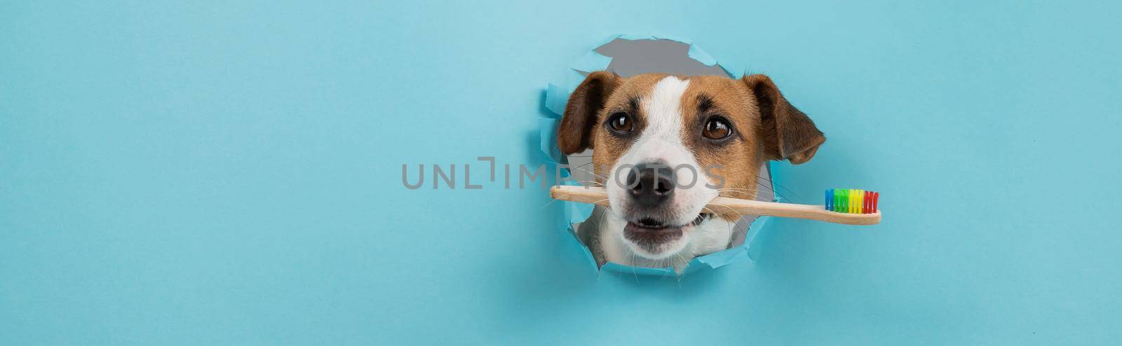 The muzzle of a Jack Russell Terrier sticks out through a hole in a paper blue background and holds an orange toothbrush. by mrwed54