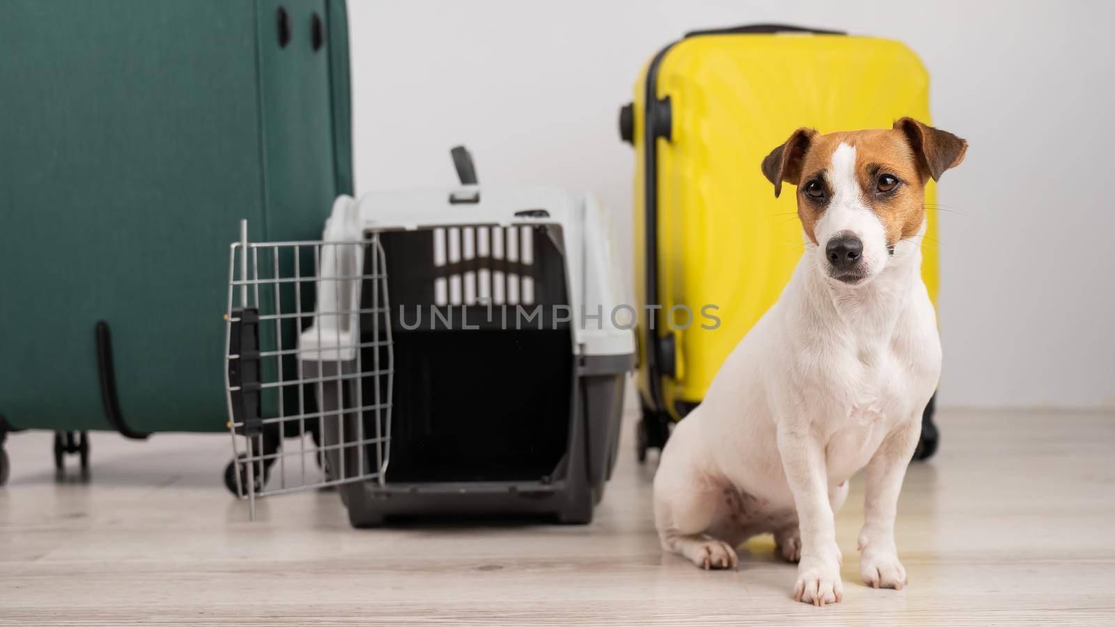 Jack russell terrier dog sits by suitcases and travel box. Ready for vacation