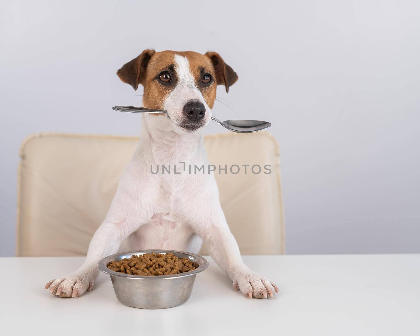 Jack Russell Terrier dog sits at a dinner table with a bowl of dry food and holds a spoon in his mouth