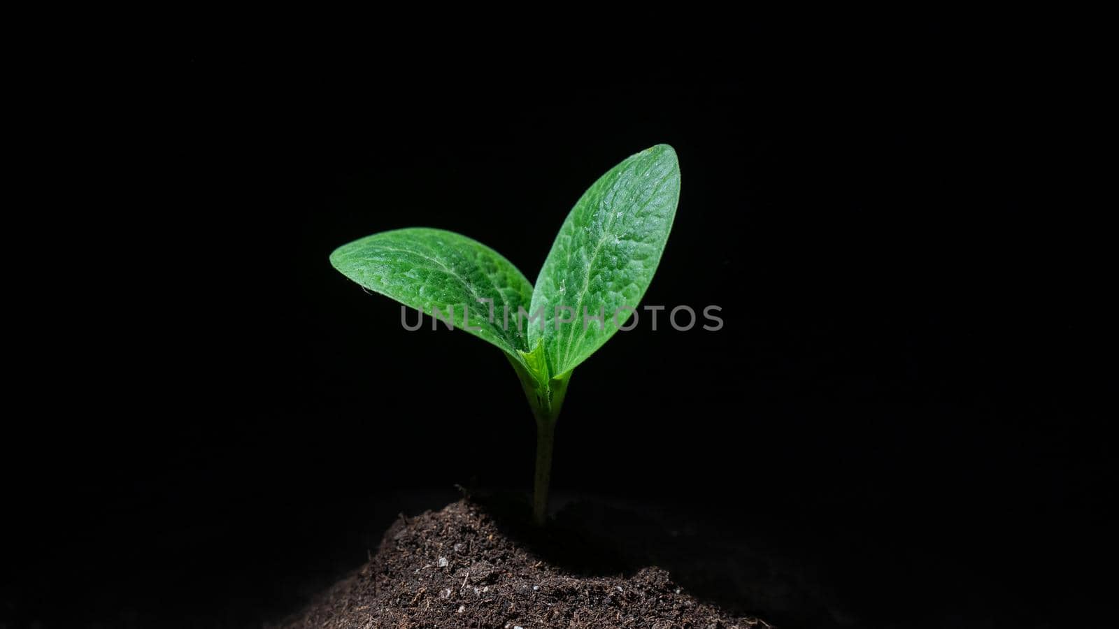 Close-up of a sprout of zucchini on a black background