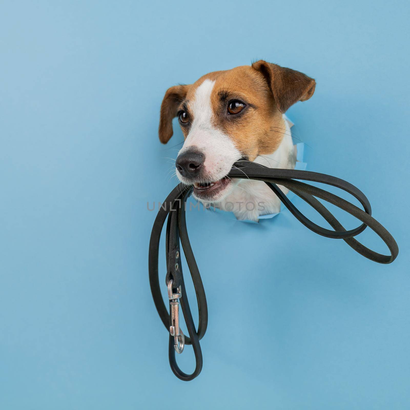 The head of a Jack Russell Terrier dog sticks out through a hole in a paper blue background with a leash in his teeth