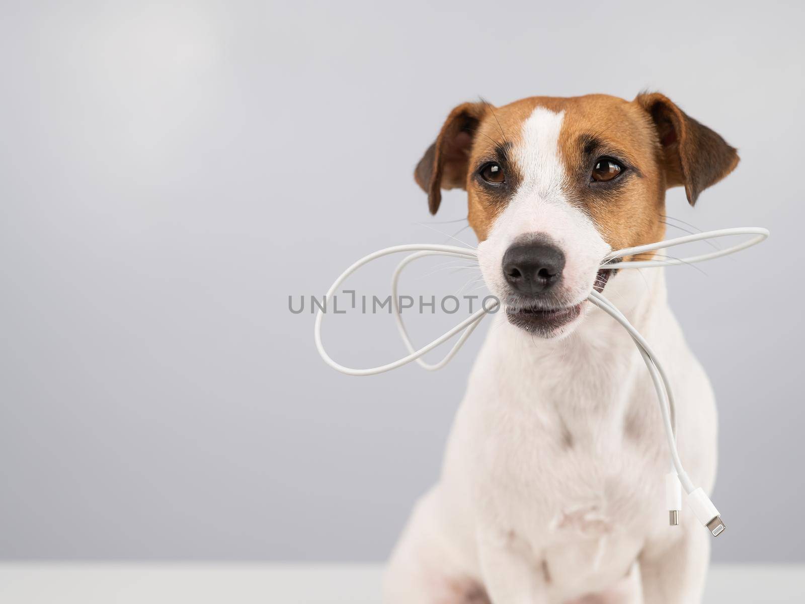 Jack russell terrier dog holding a type c cable in his teeth on a white background. Copy space