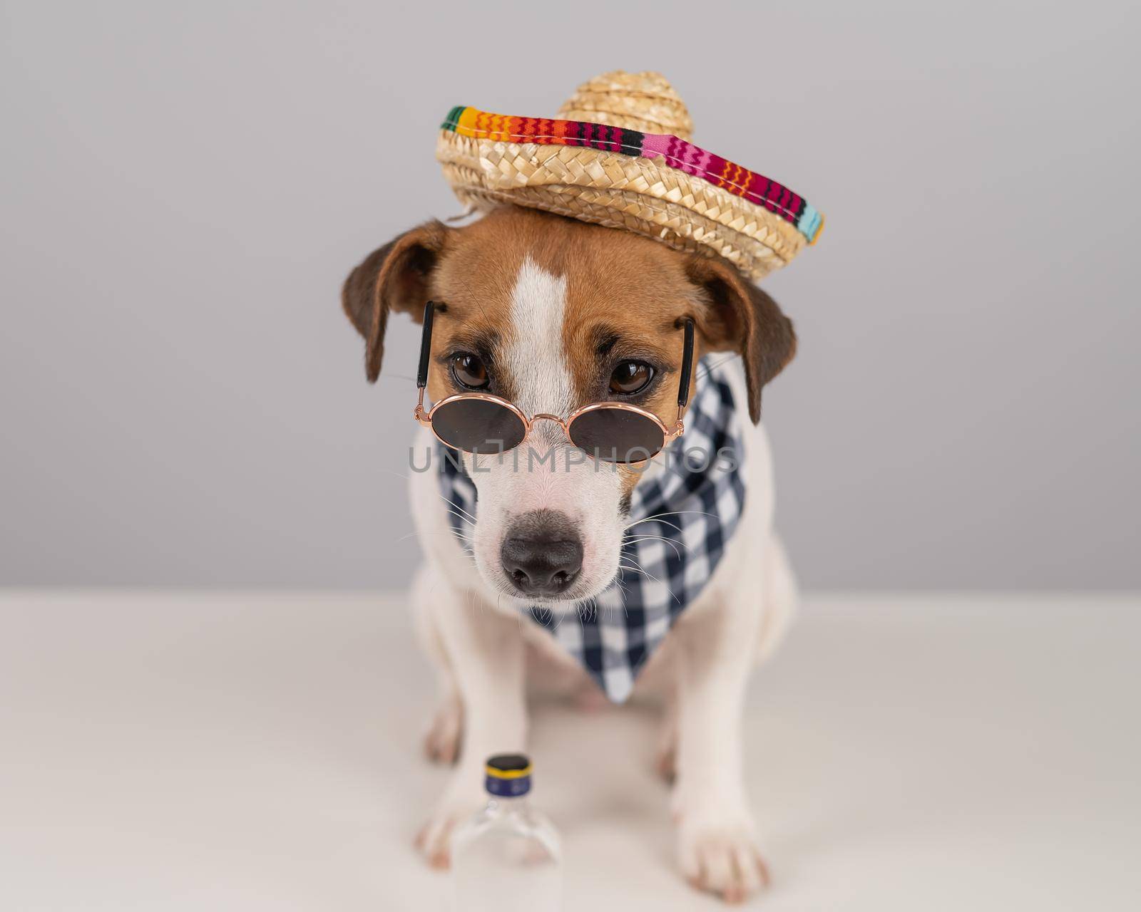 Jack Russell Terrier dog dressed as a Mexican