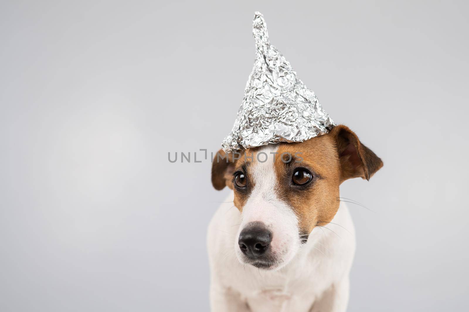 Portrait of a Jack Russell Terrier dog in a tinfoil hat on a white background