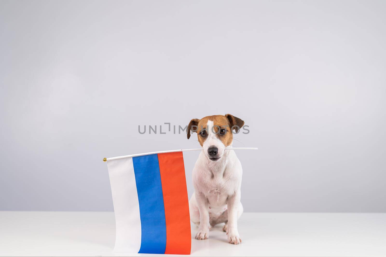 Jack Russell Terrier dog holding a small flag of the Russian Federation on a white background