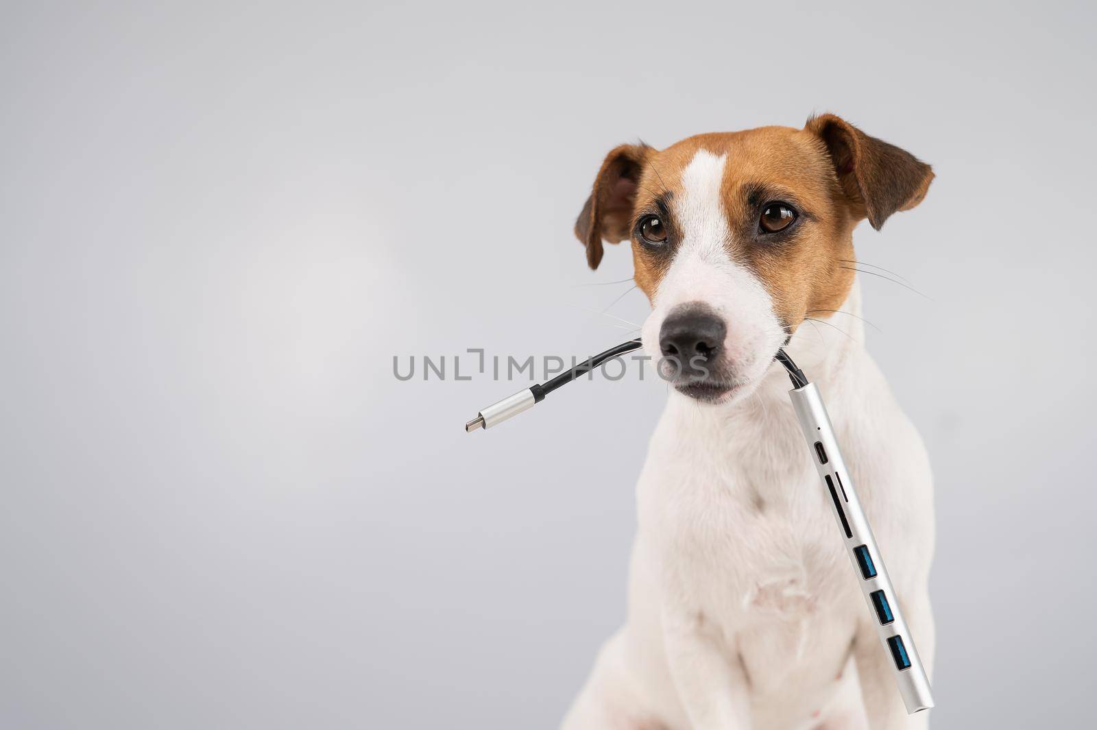 Jack russell terrier dog hold usb in its mouth