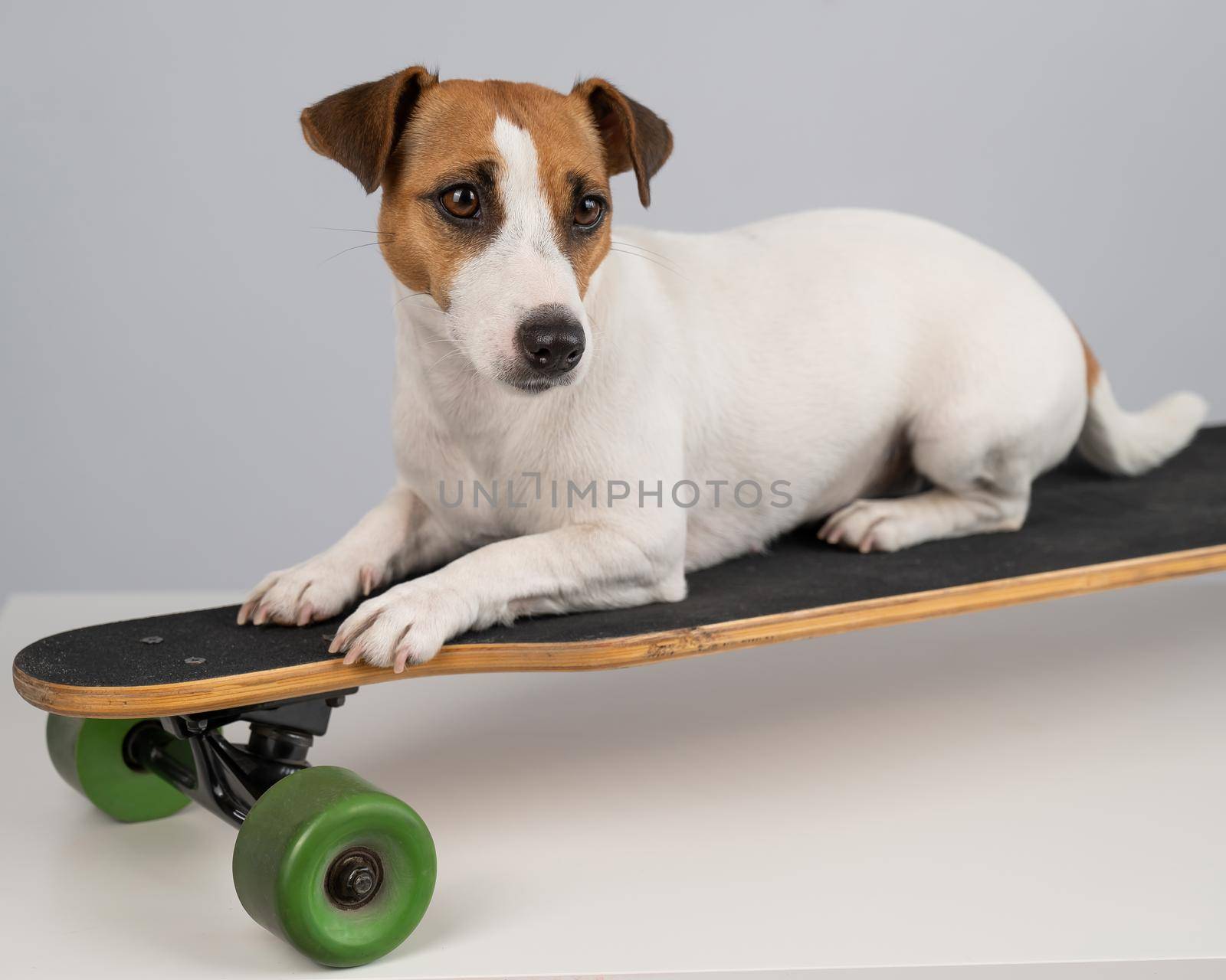 Dog jack russell terrier posing on a longboard in front of a white background