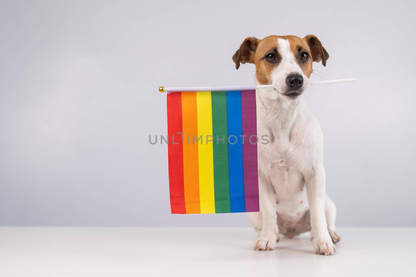 Jack russell terrier dog holding a rainbow flag in his mouth on a white background. Copy space