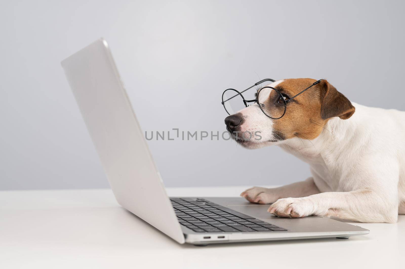 Portrait of dog jack russell terrier in glasses at work on a laptop