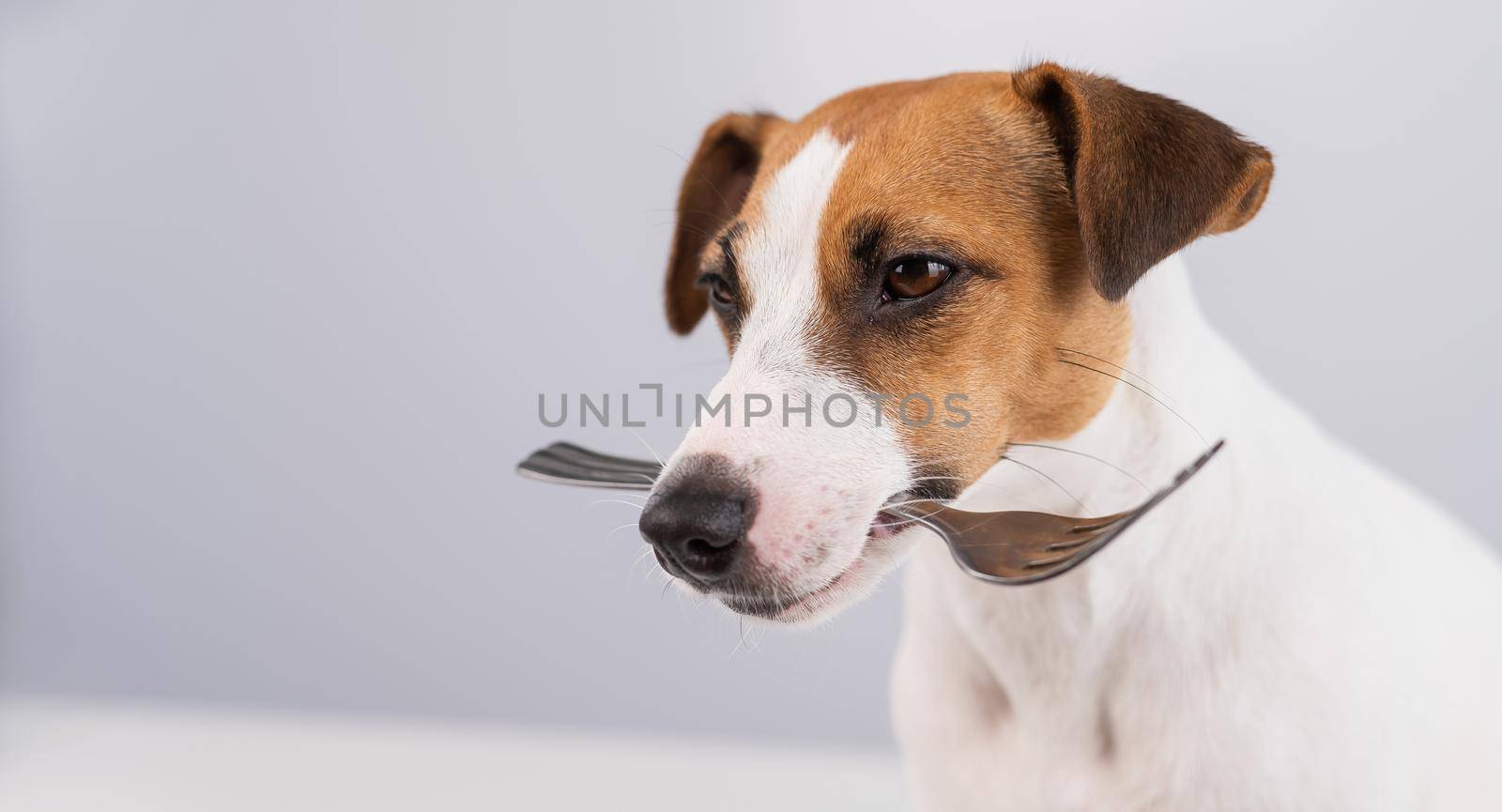 Close-up portrait of a dog Jack Russell Terrier holding a fork in his mouth on a white background. Copy space