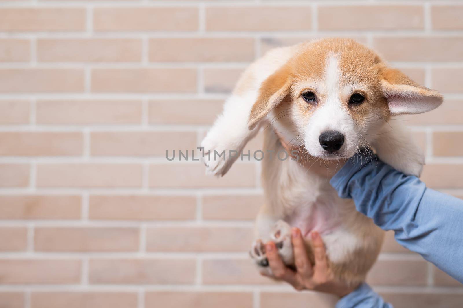 A woman holds a welsh corgi puppy against a brick wall. by mrwed54