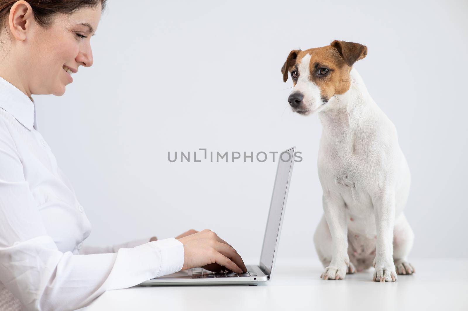 Caucasian woman working on laptop with jack russell terrier dog on table. by mrwed54