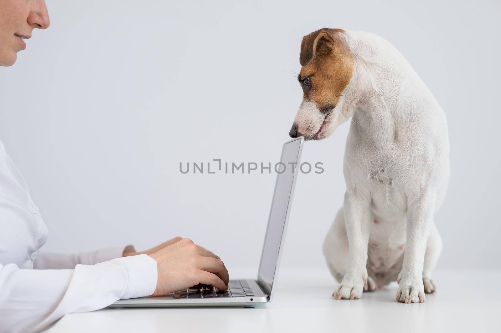 Jack Russell Terrier dog lies on the table in front of the owner's computer. by mrwed54