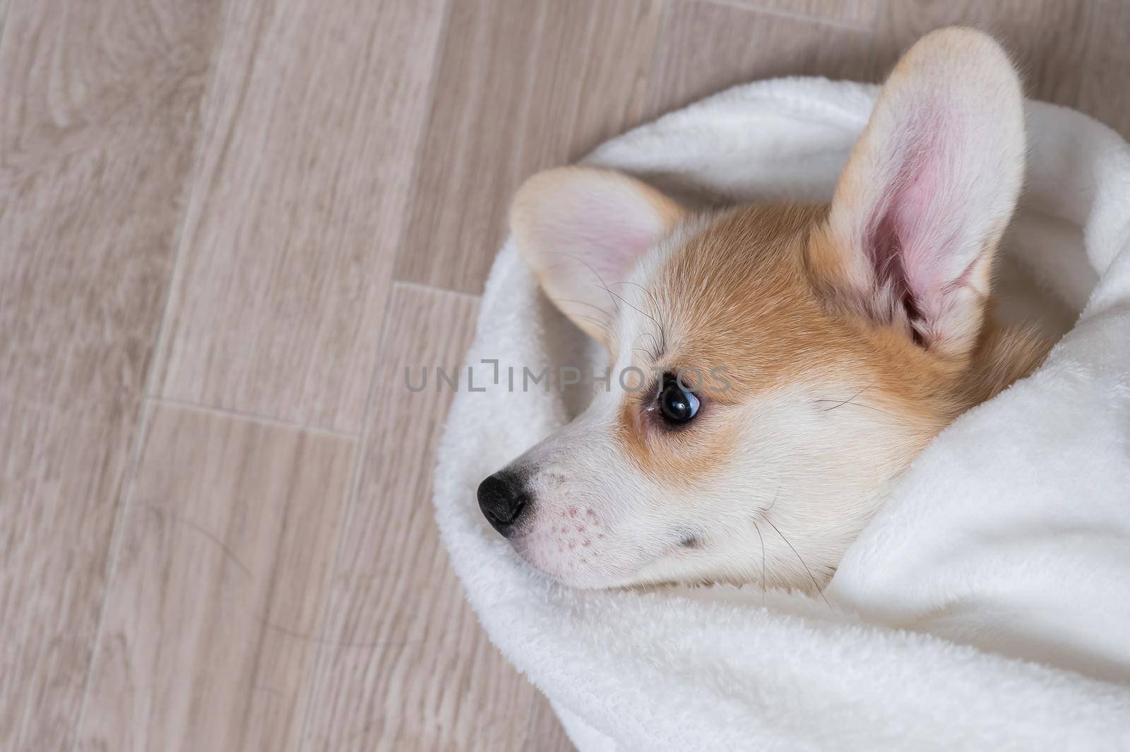 Woman wrapped a red corgi puppy in a blanket