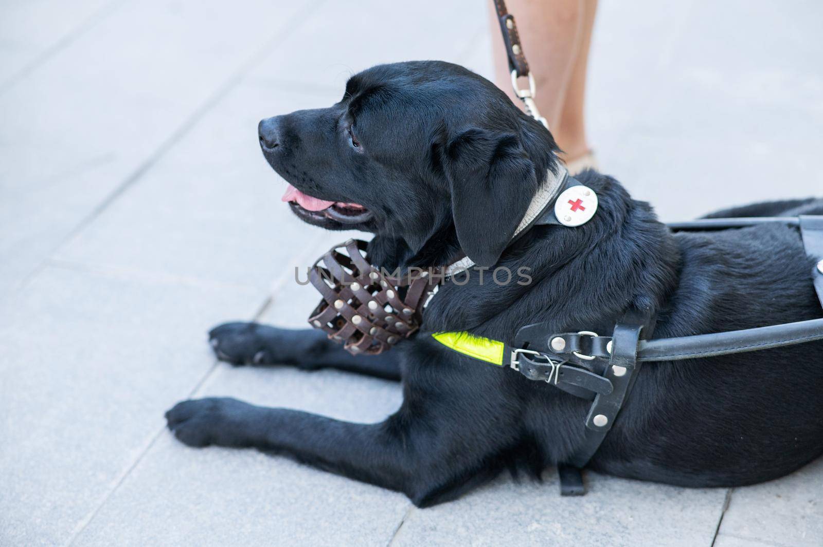 Black Labrador working as a guide dog for a blind woman. by mrwed54