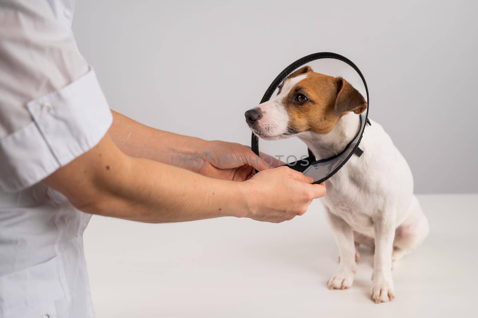A veterinarian puts a plastic cone collar on a Jack Russell Terrier dog after a surgery