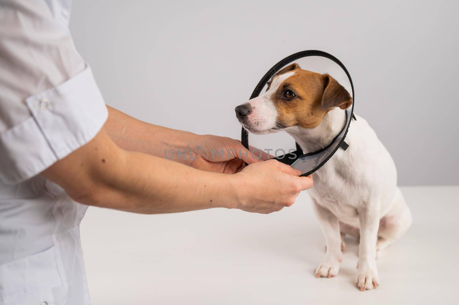 A veterinarian puts a plastic cone collar on a Jack Russell Terrier dog after a surgery. by mrwed54