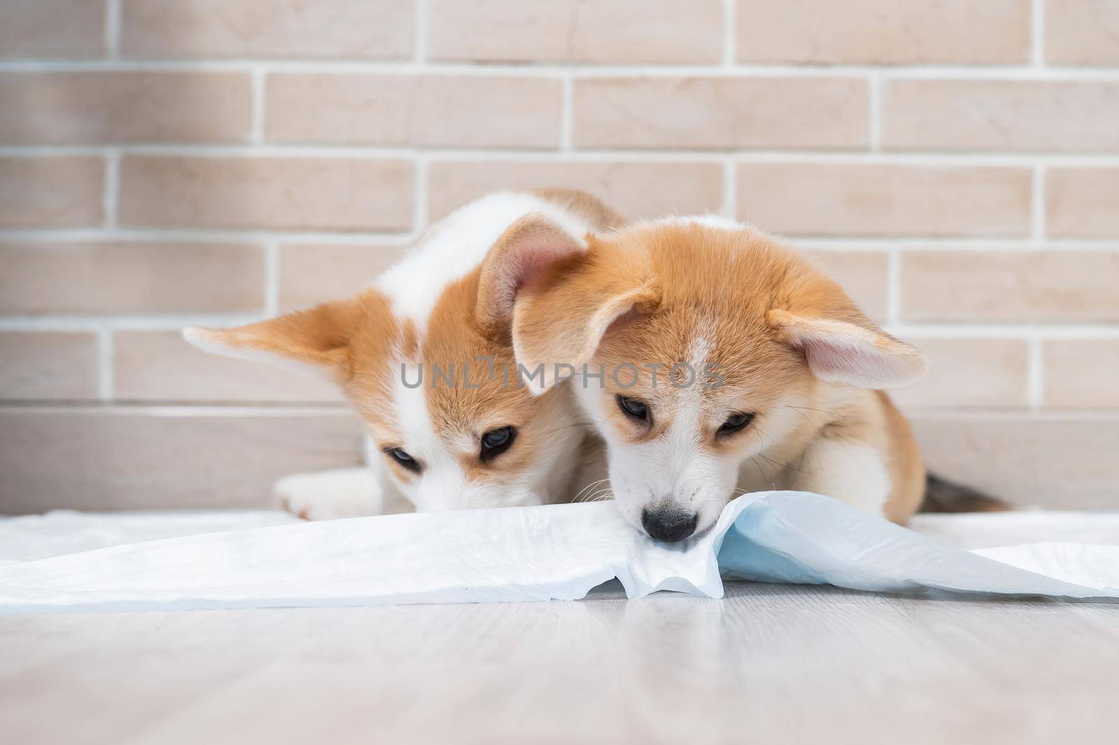 Two pembroke corgi puppies on a disposable diaper