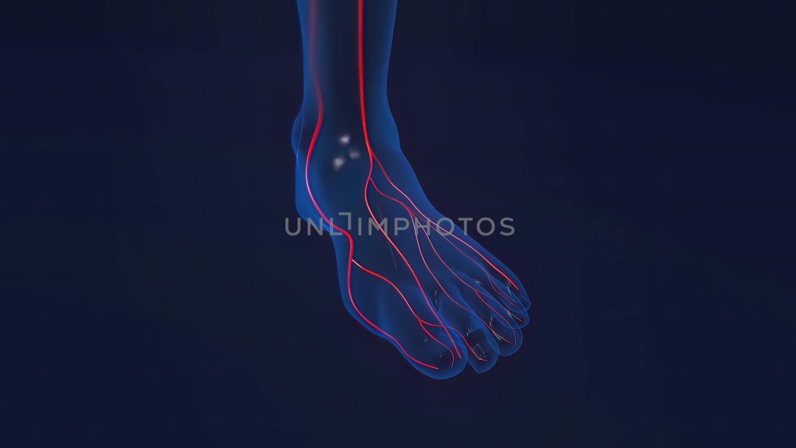 Foot bones with ligaments and blood vessels 3D illustration