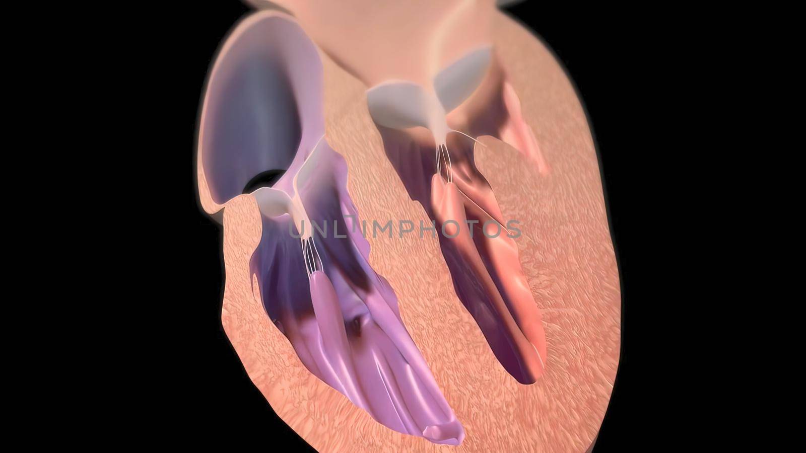 The right atrium receives blood from the veins and pumps it to the right ventricle. 3D illustration