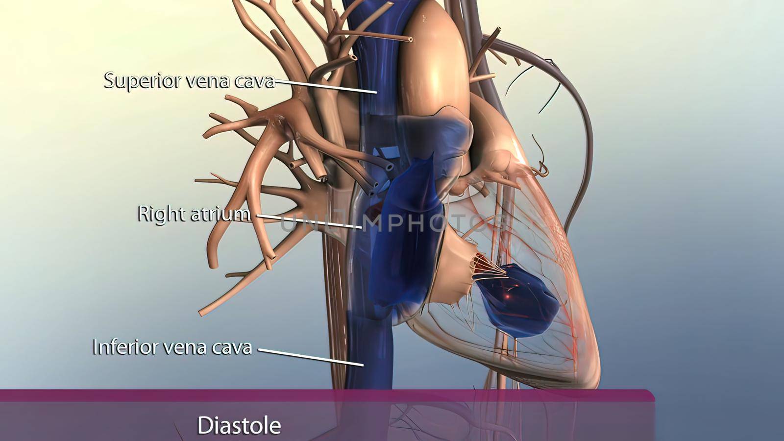 Muscle parts of the human heart 3D illustration