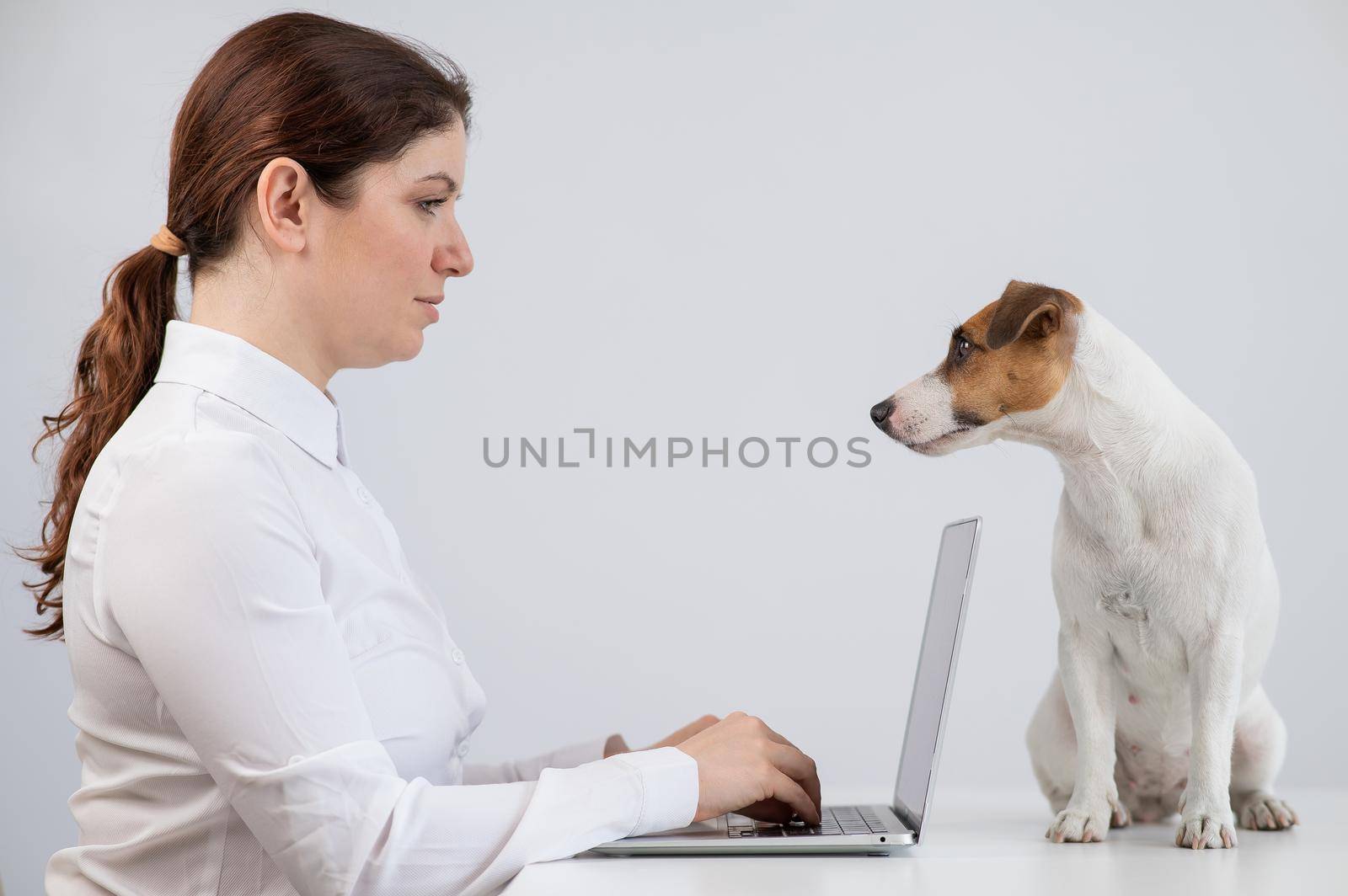 Caucasian woman working on laptop with jack russell terrier dog on table