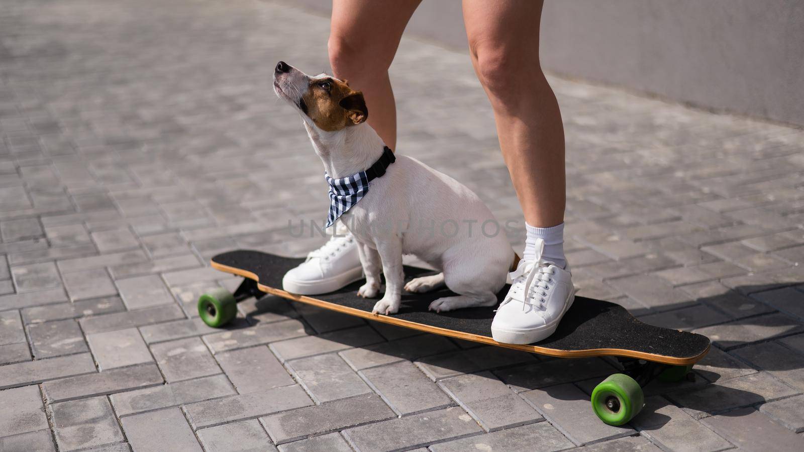 Caucasian woman riding a longboard along with dog jack russell terrier