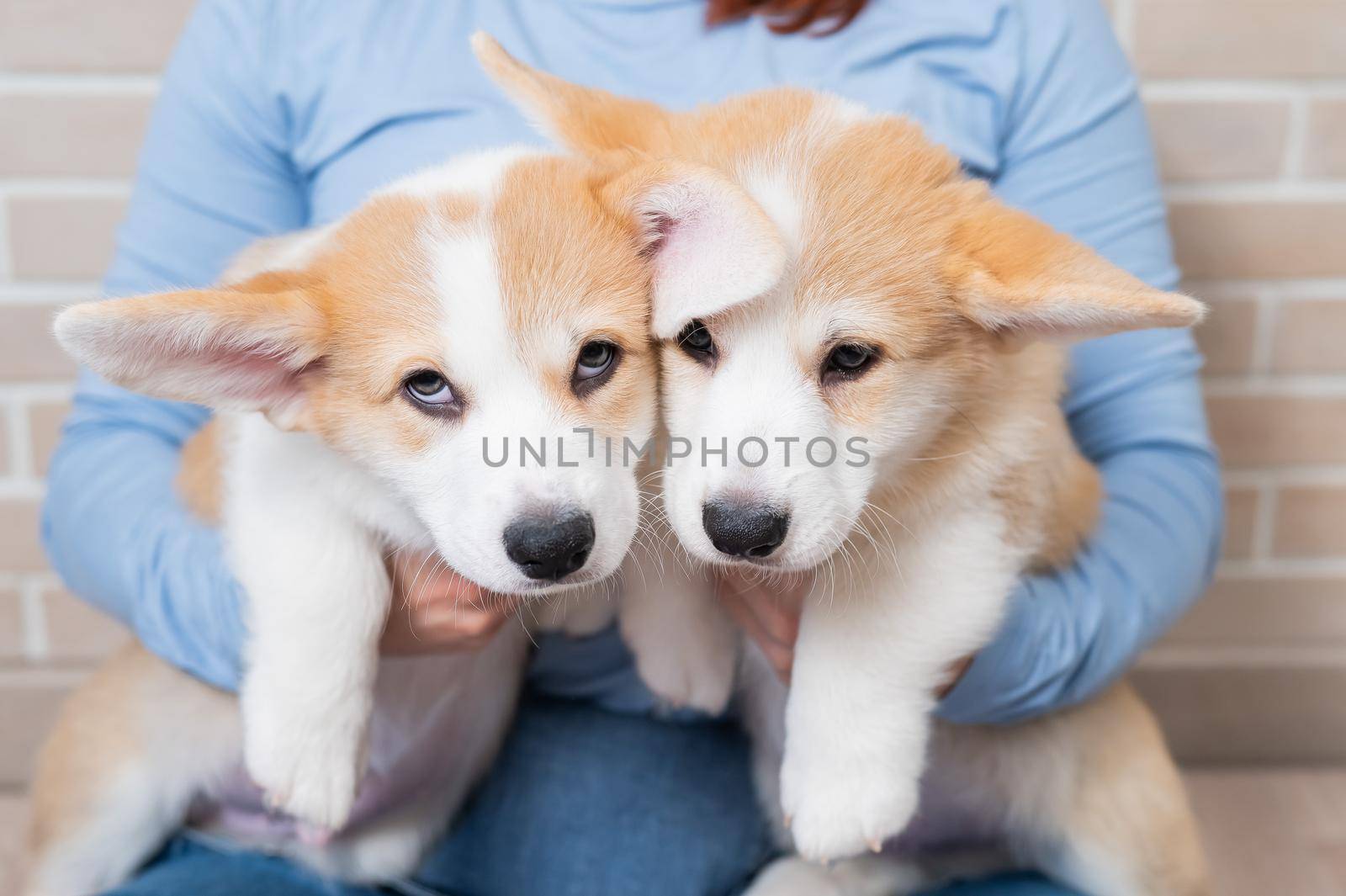 Caucasian woman holding two cute pembroke corgi puppies