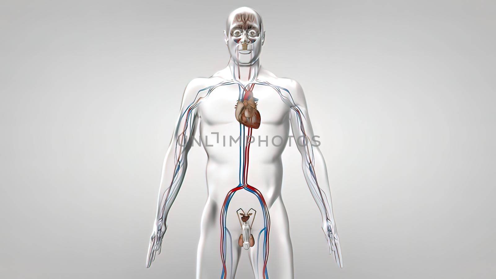 Most men have two testes. The testes are responsible for making testosterone, the primary male sex hormone, and for producing sperm 3D illustration