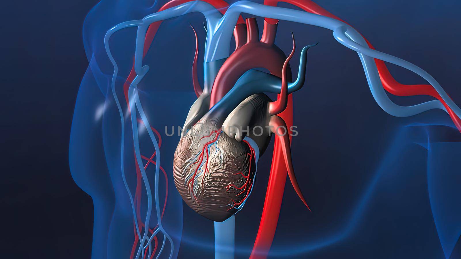 Heart and veins work by creativepic