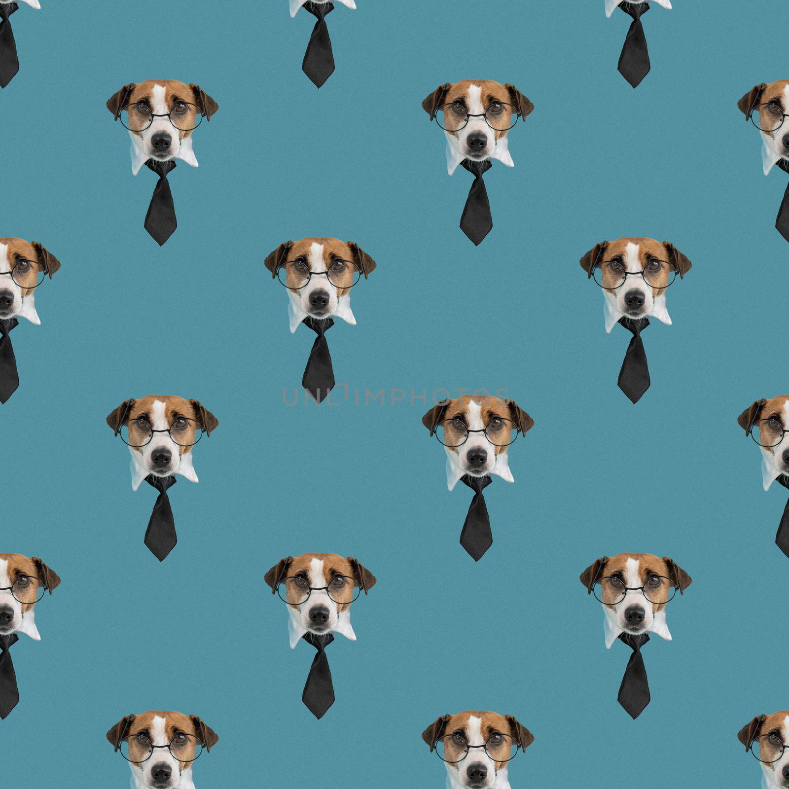 Muzzle of a Jack Russell Terrier dog with glasses and a tie on a blue background. Isolate. Seamless pattern. by mrwed54