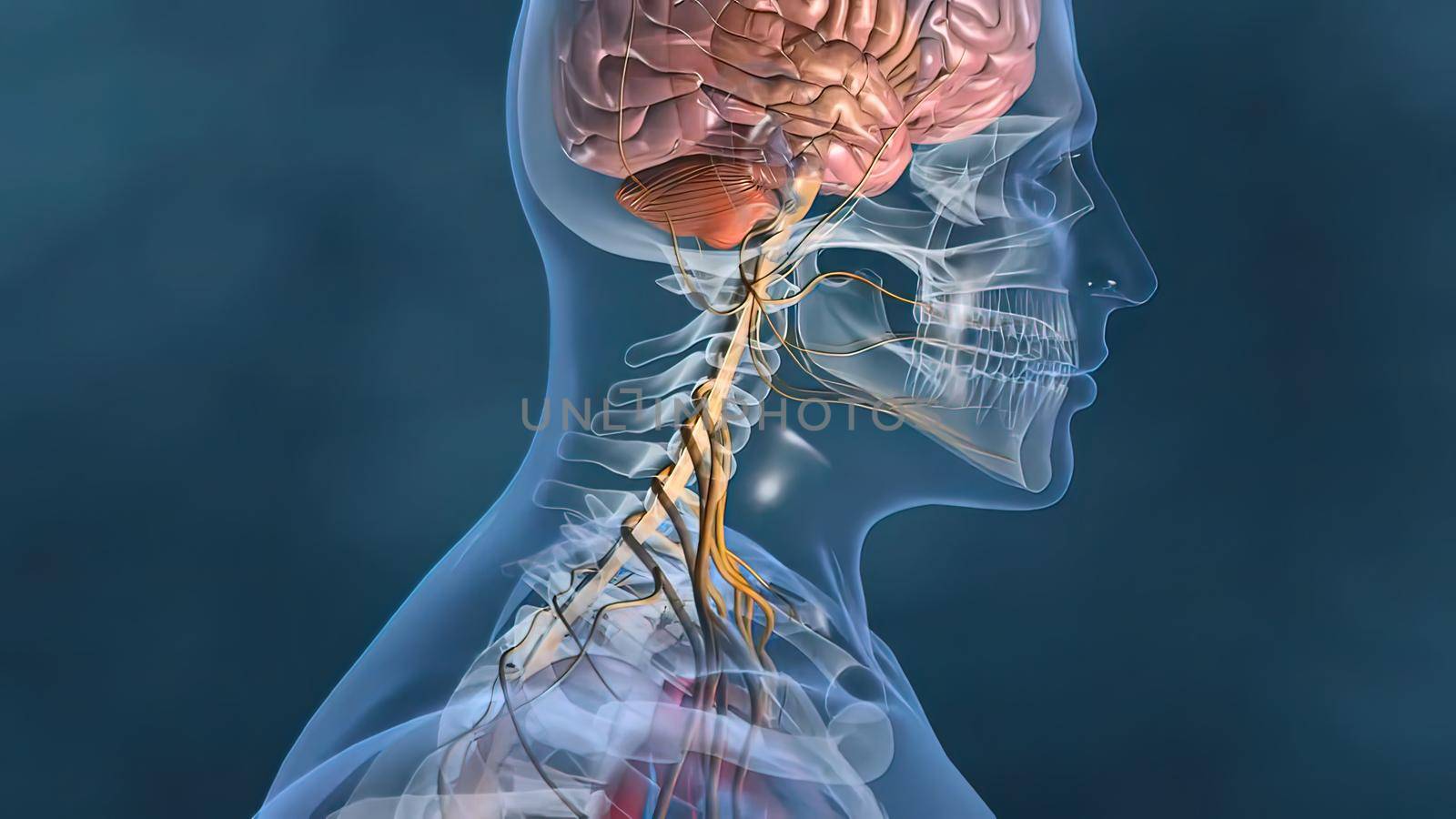 heartbeat and nervous system by creativepic