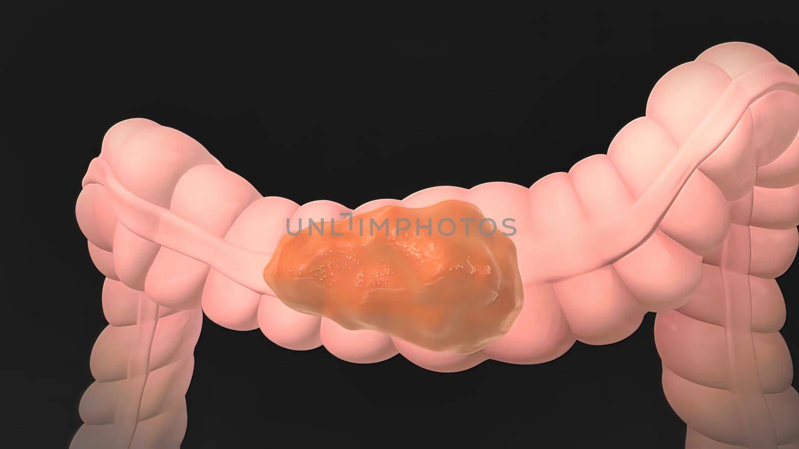 Anatomy of the human digestive system 3D illustration