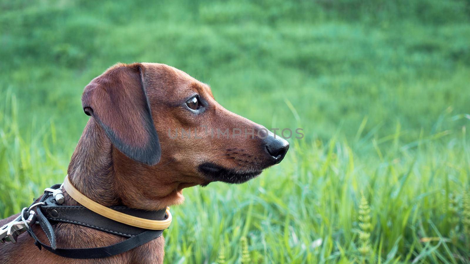 Head of a hunting dog close-up on a background of green grass