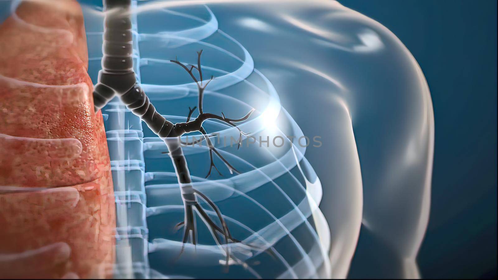 The lungs are a pair of spongy, air-filled organs located on either side of the chest . The trachea conducts inhaled air into the lungs through its tubular branches, called bronchi. 3D illustration