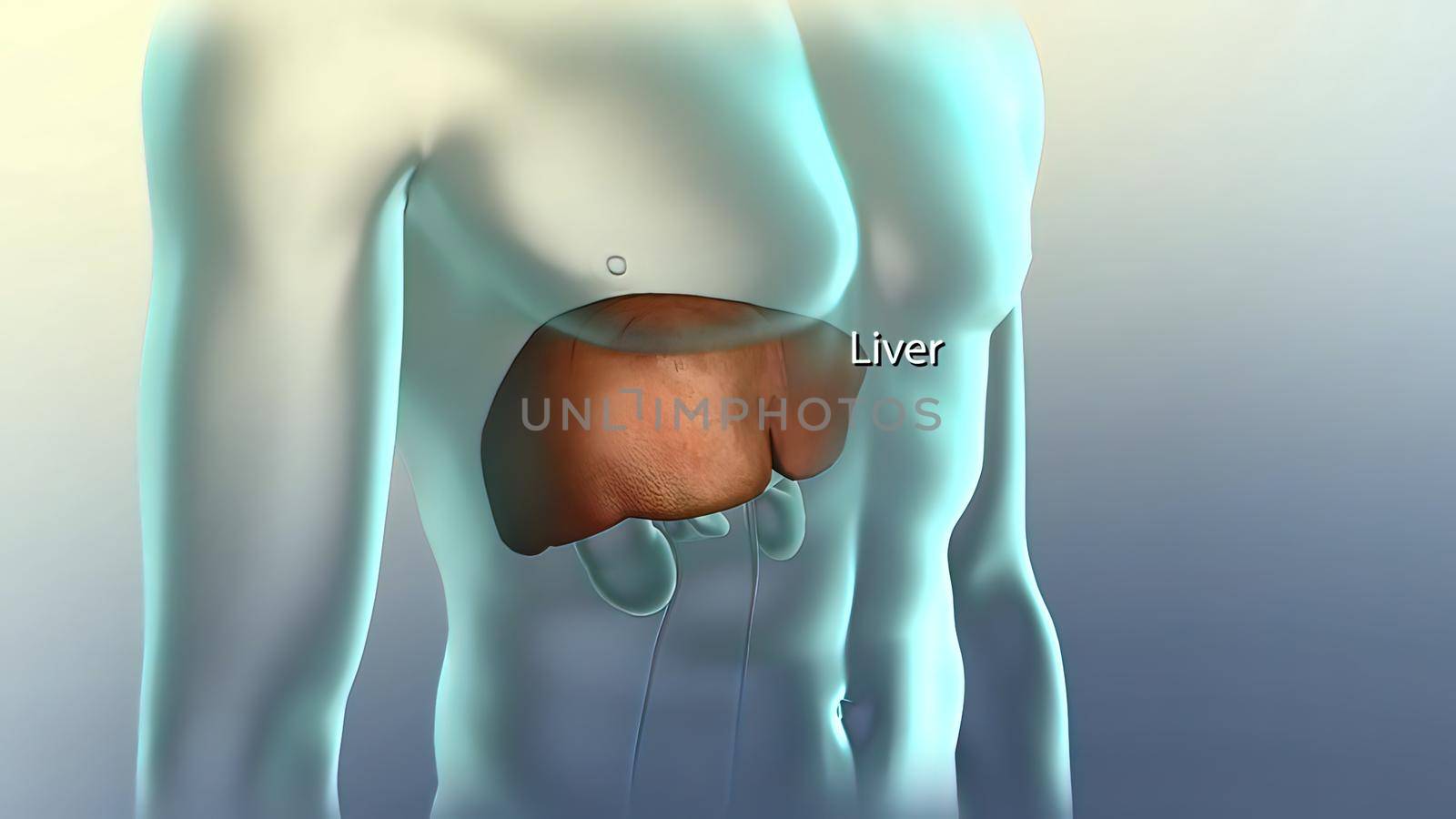 Liver, pancreas and kidney in the human body by creativepic