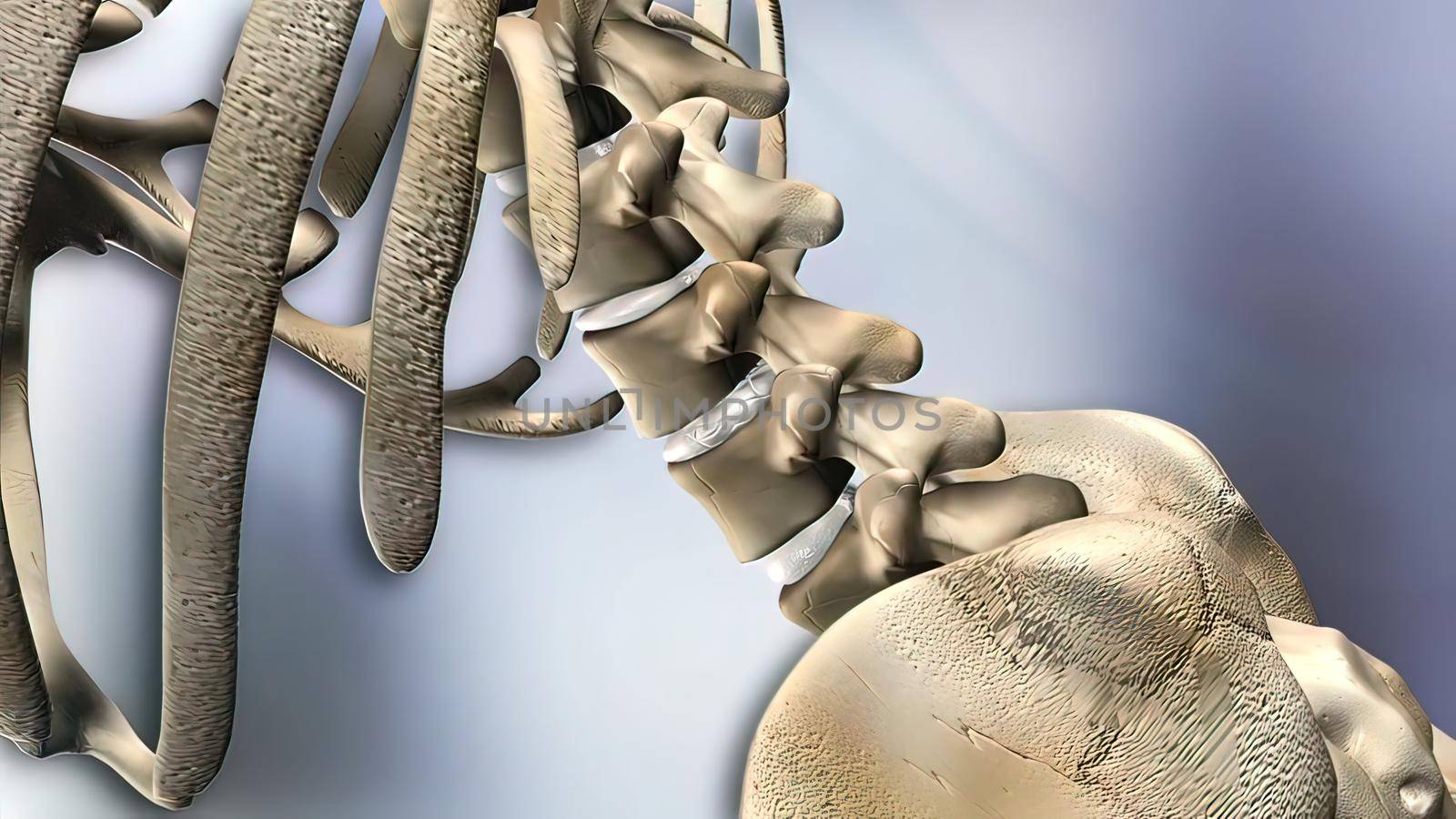 The lumbar spine refers to the lower back, where the spine curves inward toward the abdomen. 3D illustration