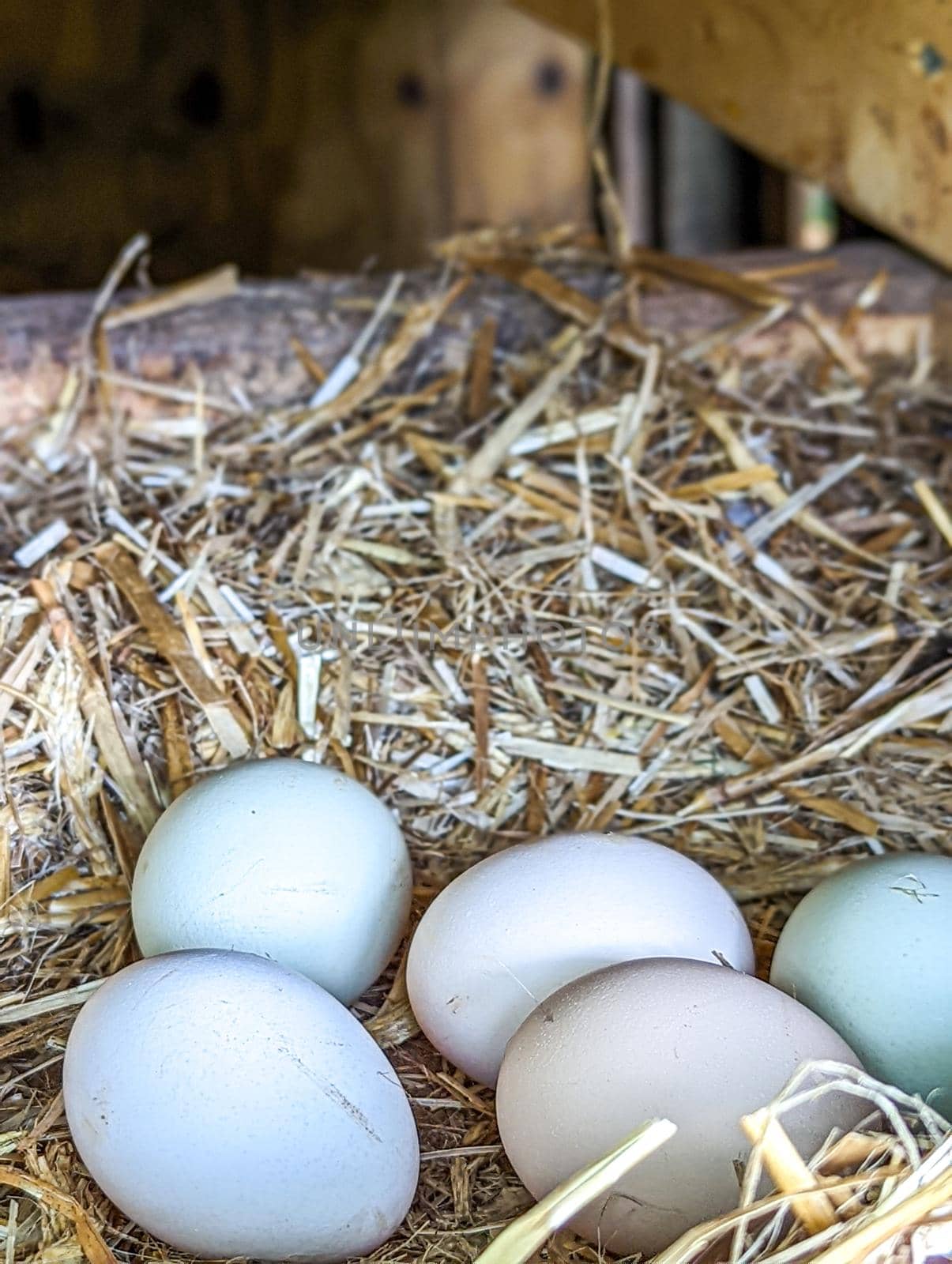 Close-up view of group of raw white chicken eggs in nest by digidreamgrafix