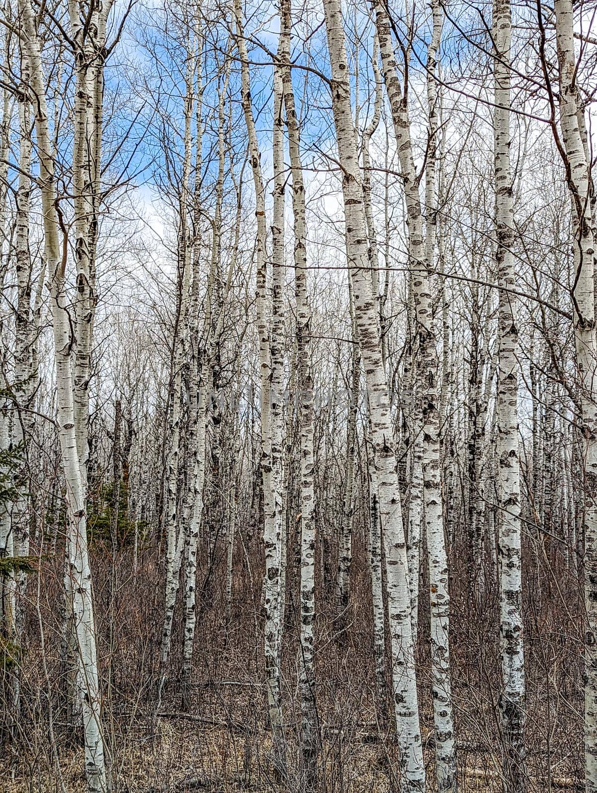 Forest texture, white birch trees as a background by digidreamgrafix
