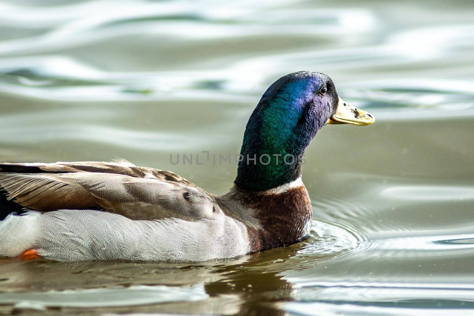 wild duck relaxing in water on a lake